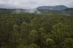 PT Hutan Lindung Kelian Lestari company icon